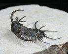 Alien Looking Ceratarges Trilobite #5561-3